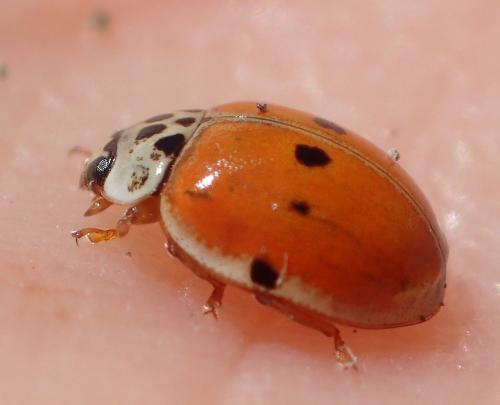 Adalia decempunctata